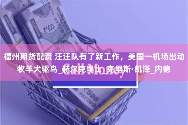 福州期货配资 汪汪队有了新工作，美国一机场出动牧羊犬驱鸟_赫尔克里士_克里斯·凯泽_内德
